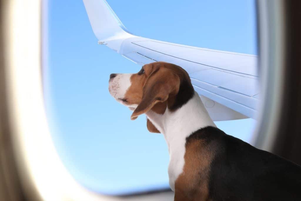 Pet Travel to Europe from USA