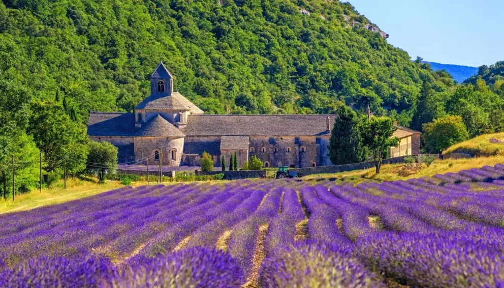 Visit the Local Lavender Fields