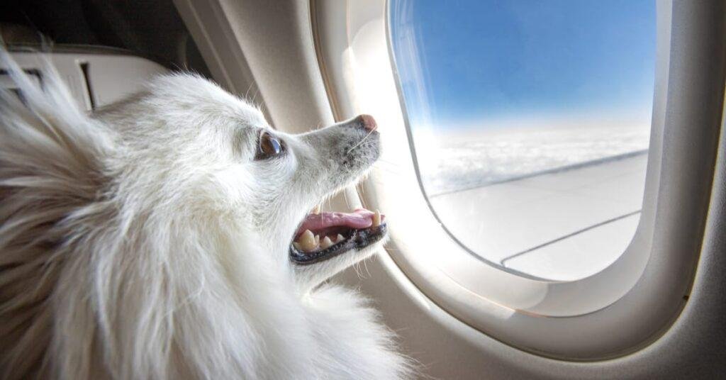 Selecting The Right Airline for pets