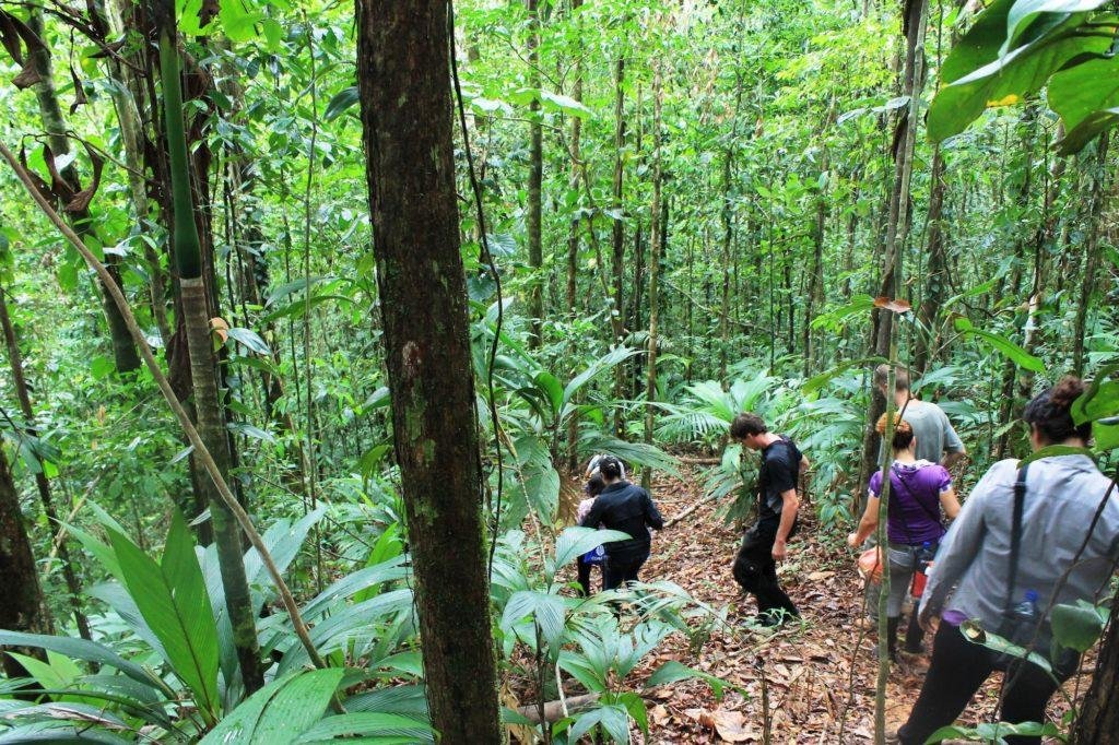 An Energetic Jungle gathering