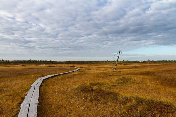 Spruce Flats Bog Trail