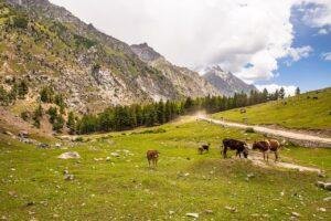 how to reach fairy meadows