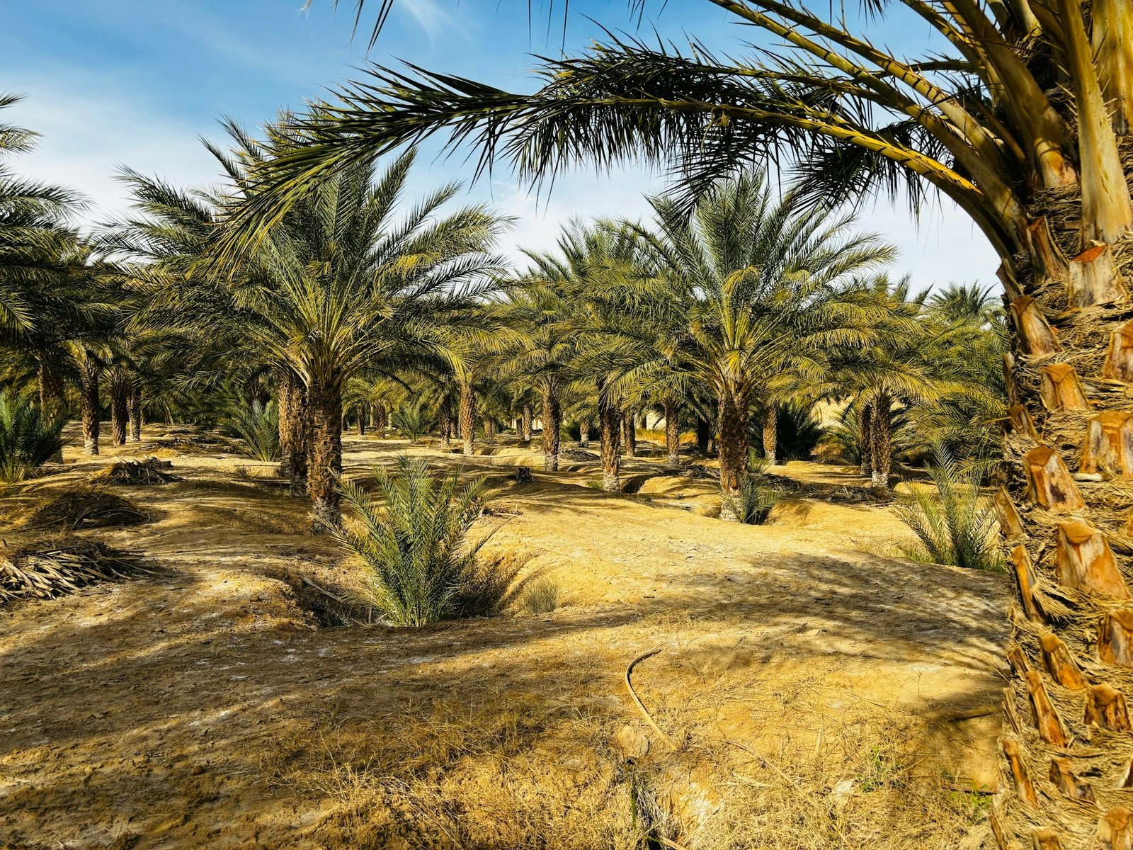 Discover the Best Hidden Gems of Saudi Arabia for Your Next Adventure 2025 2 5ecb61c0 0346 4790 ae99 67621e5588bc