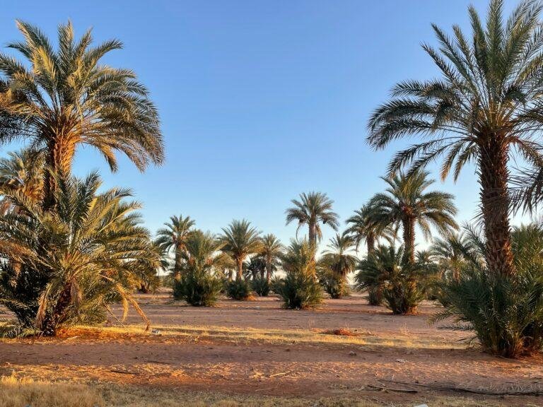 The Best Thing to Do in Al Ahsa: A Guide to Unforgettable Experiences 10 best thing to do in al ahsa