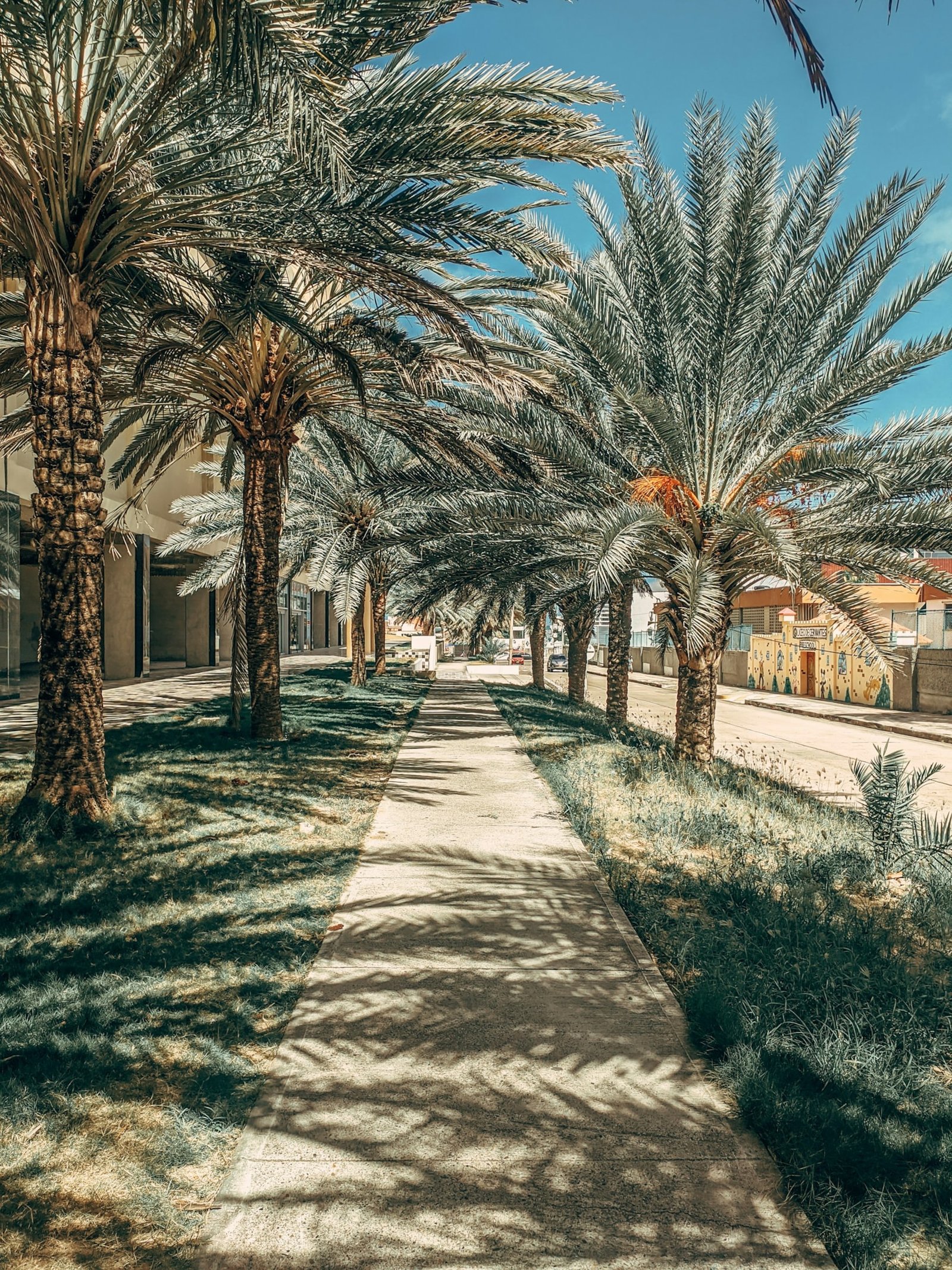 The Best Thing to Do in Al Ahsa: A Guide to Unforgettable Experiences 1 cdd2dc3a 1878 432c a701 85551c6d7496