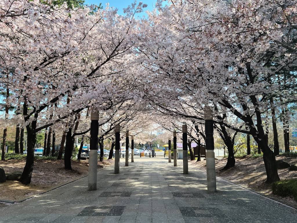 Best Time to Visit Suwon: A Month-by-Month Guide for 2026 (Weather, Cherry Blossoms & Festivals) 2 Cherry Blossoms Bloom in Suwon